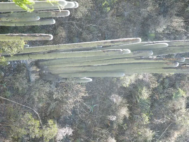 Desert Flora's Surprising Resilience in the Face of Tough Ground Conditions