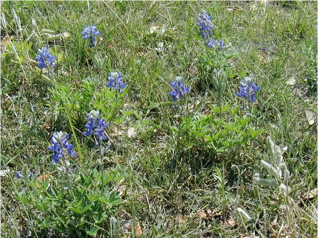 Iowa Perennial Planting Timeline: A Comprehensive Seasonal Guide for Maximizing Growth