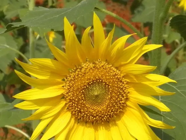 Central Florida Sunflowers Blooming Schedules: Ideal Planting Time for a Garden to Flourish