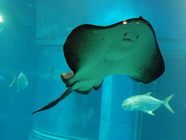 Genetic Match-Up Evaluator: A Tool for Assessing Biological Compatibility