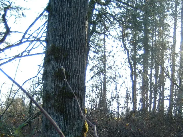 Pachira Aquatica Offers More Than Just financial Adornment