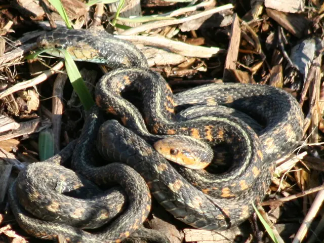 Garden-Friendly Snakes: A Trio to Consider