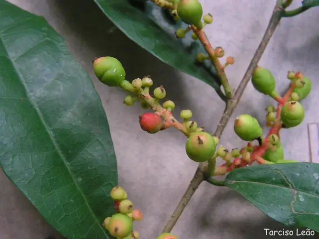 Trimming and Cultivating a Fig Tree: A Step-by-Step Guide