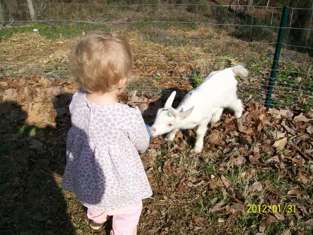 Gardener's lunar calendar from August 2-8: the days suitable for digging and tilling, and the days...