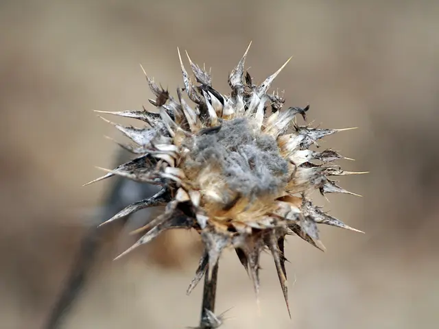 Preserving Hydrangea Blooms at Minimal Cost: A Simple Water-Based Technique