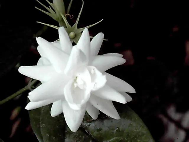 August's secret for nurturing geraniums: Add a pinch to the water and the buds will grow rapidly,...