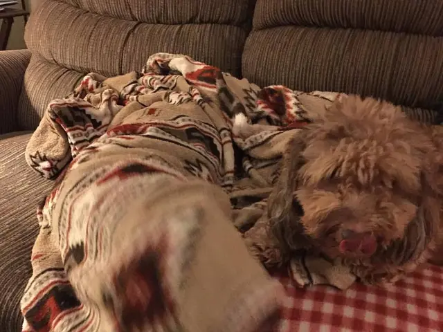 Transform the couch's appearance with CJM Sofa Cleaning: The Elite Method for Reinvigorating Your...