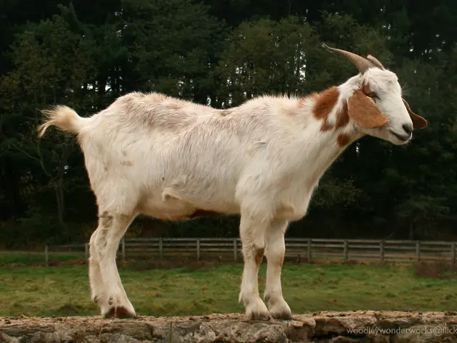Observed an unexpected sight: A hill adorned with approximately 600 goats.