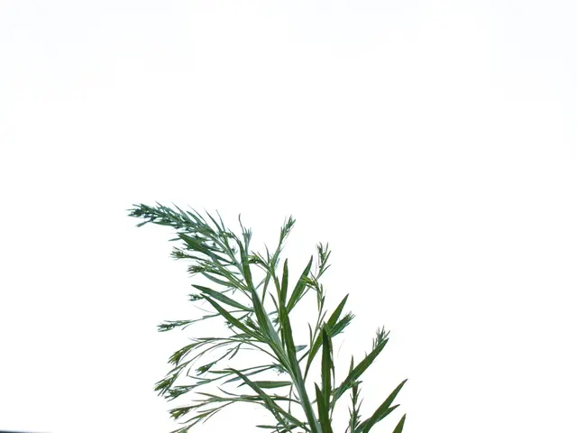 Exploring Soil Mildew: Causes and Remedies for Whitish Plant Blight Growth