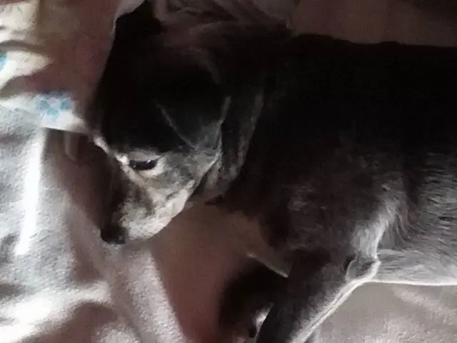 XOcomfort Pillow Offers Remarkable Comfort for Easy Slumber