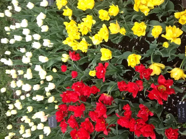 Blooming Wonders: Seven Miniature Flowering Trees Ideal for Tight Spaces and Containers