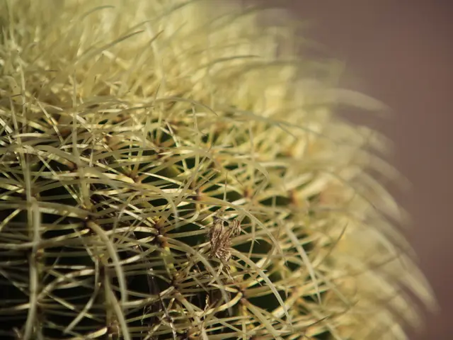 Guidelines for Transferring a Tall Saguaro: Professional Advice for Achievement