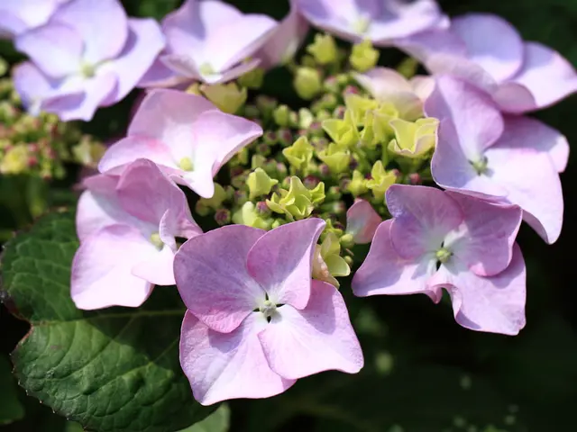 Prolong your Dianthus' blossoms: DIY guide to deadheading for abundant flowers