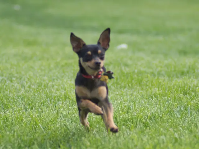 Enhance Your Outdoor Turf Mastery: Benefits of Using a Battery-Fueled Cutter