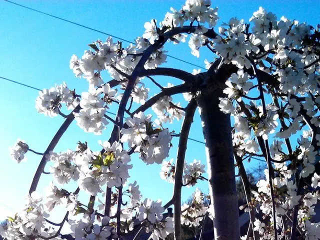 Expert gardener reveals the 5 trees he'd never cultivate in any garden, offering alternatives...