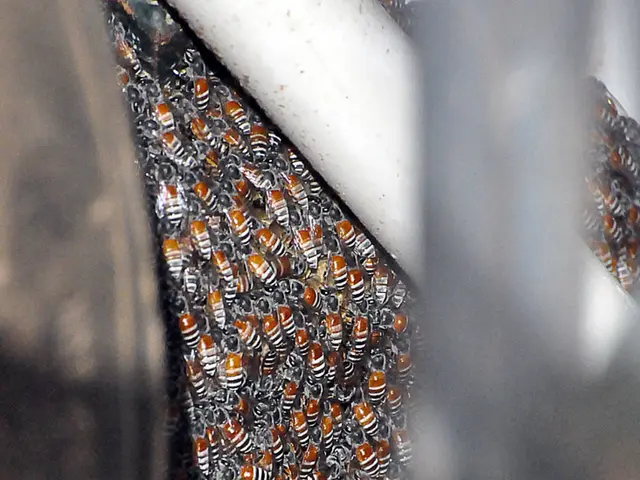 Avoid eradicating the wasps! Despite their bothersome nature, their presence in your garden is...