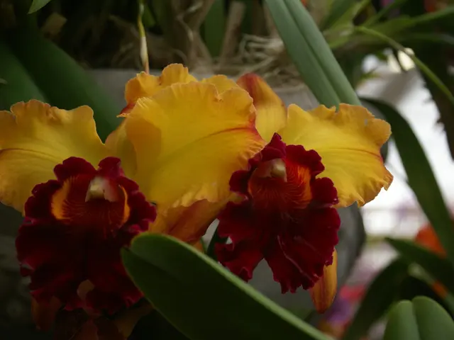 August Blooms: Ideal Flowers for Enhancing Your Garden This Month