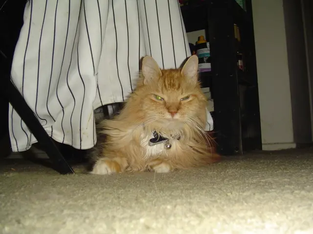 Household Odors from Pets Can Be Overpowering, But These 25 Chewy Products Will Keep Your Home...