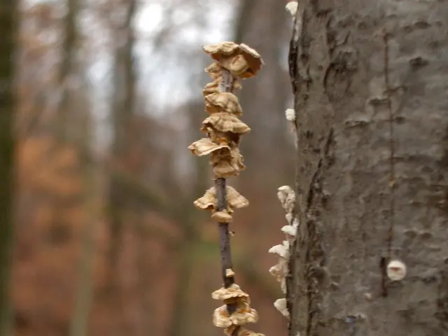 Removing Gnats from Plant Soil: Simple Solutions Explained