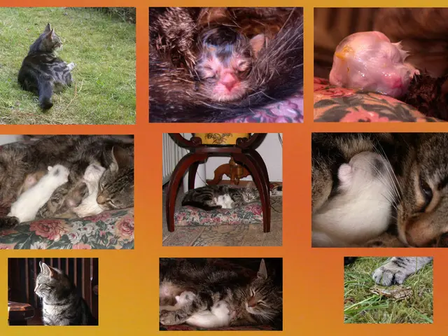 Wildlife from the aviary: intimate interactions between donkeys and Shetland ponies