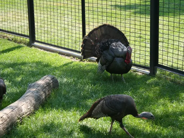 Designing Aviary-Safe Barriers and dwellings: Architectural aspects to prevent bird collisions...