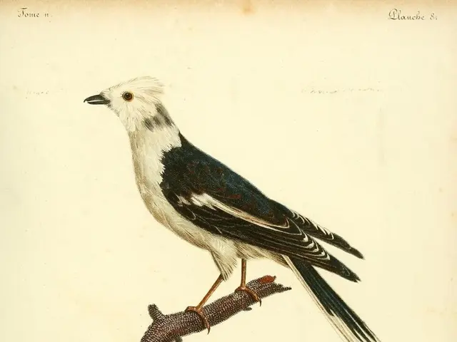 Bird in Peril Saved: Mary Roos Rescues Juvenile Hawk