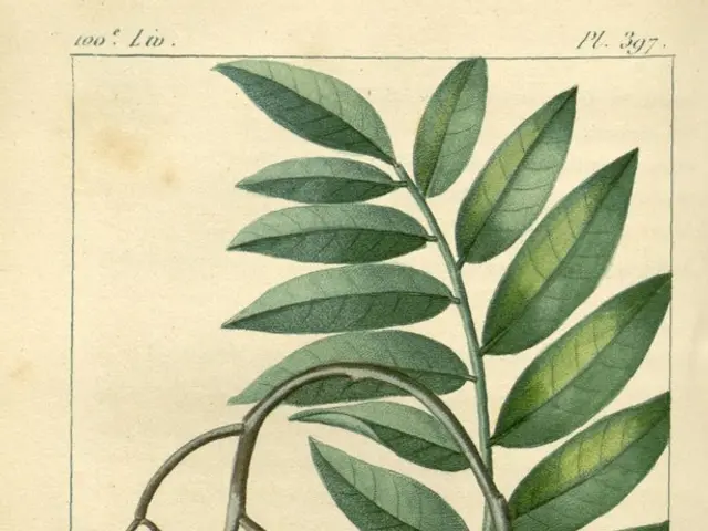 Gold Leaf Imprinting Session (Gold Foil Stamping)