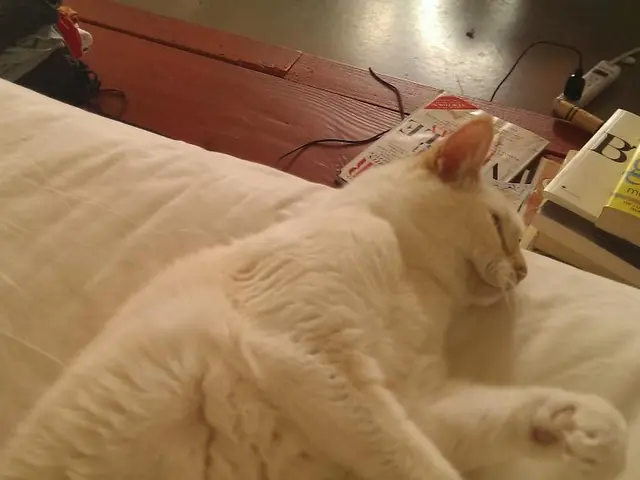 Work-from-home upgraded with a discounted desk bed for cats, transforming feline companions into...