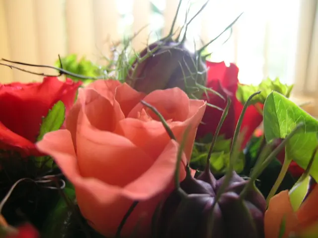 Debilitating ailment impacting peach tree foliage: Peach leaf curl, characterized by the...