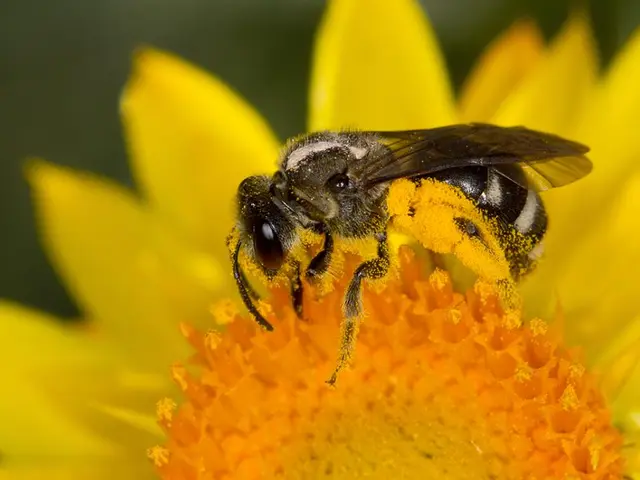 Fighting Off Yellowjackets in One's Backyard: A Personal Account of Allergy Management and...