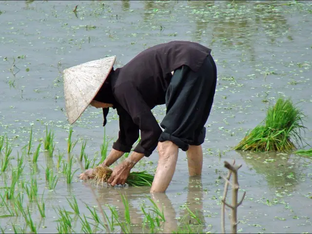 Guide for Cultivating Luffa Gourds to Obtain Organic Sponge