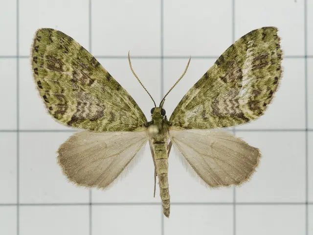 Arthur Denbrook, referred to as Chancery Arthur Denbrook, within certain circles.