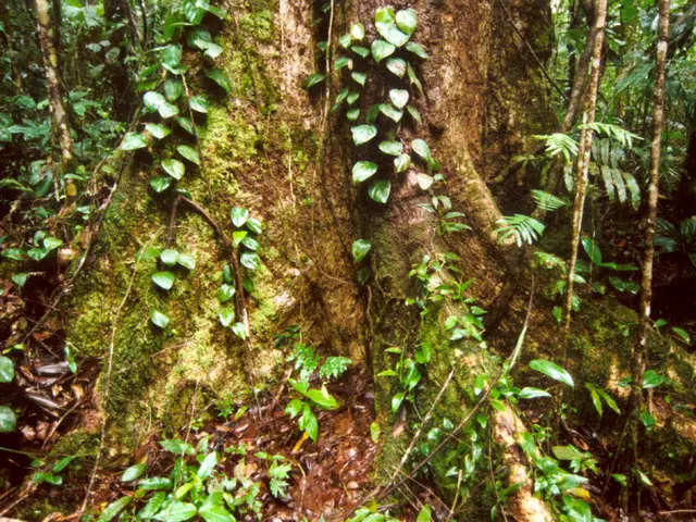 Fostering Root Growth in Bonsai through Air Layering: Maintaining a Wet Atmosphere