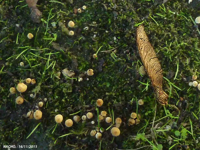 Comprehensive Overview of the Cedar of Lebanon