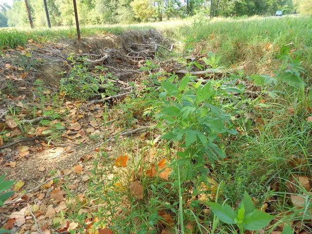 Guidelines for Establishing a Wildlife Hedge from Bare Roots