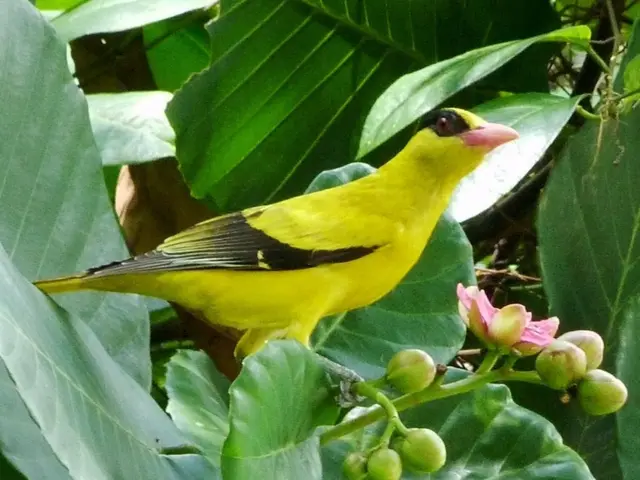 Guide for Creating a Hummingbird-Attracting Hanging Basket: Including Plants They Can't Ignore!