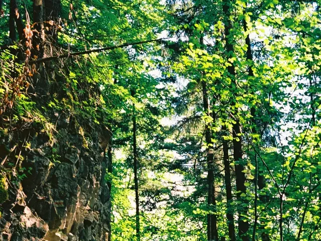 Choosing the Ideal Timber for Elevated Flower Beds: A Guide for Your Planting Venture