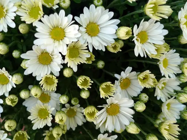 Lily Pruning Timing and Untrimmed Parts for Repeating Blooms Next Year