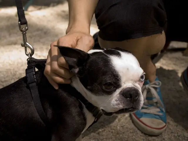 Deemed Canine Units at Anamosa State Penitentiary Obtain Donated Protective Vests