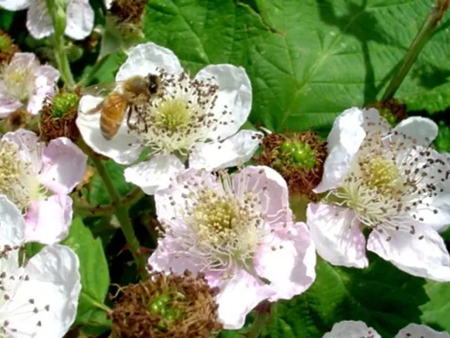 Discover the Pickle Slug: an extraordinary creature known for producing miniature pickled onions...