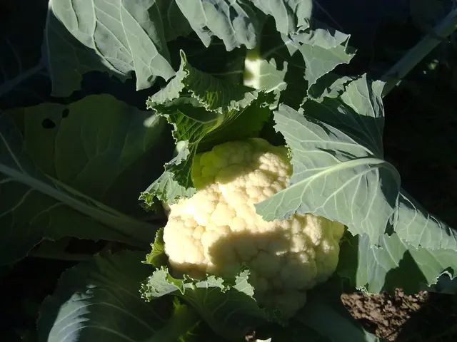Mastering Cauliflower Cultivation: A Simple and Rewarding Journey