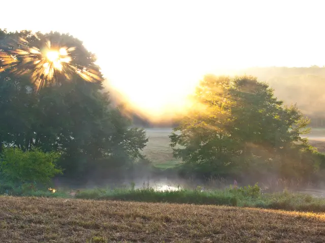 Blooming Metropolis: Harnessing the Strength of City Meadows