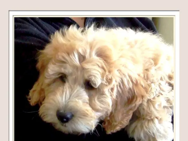 Challenging times as a pet owner? A trainer offers five crucial reminders when life becomes...