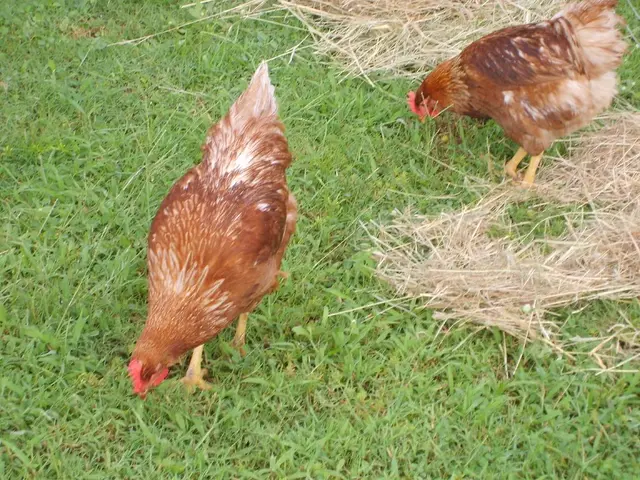 Comprehensive Guide to the Ixworth Chicken Breed: Key Features Detailed