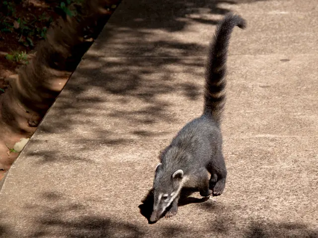 Asthma and Botanicals: Classifications, Perks, and Precautions