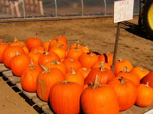 Preparing Ground for Planting: Comprehensive Guide from A to Z