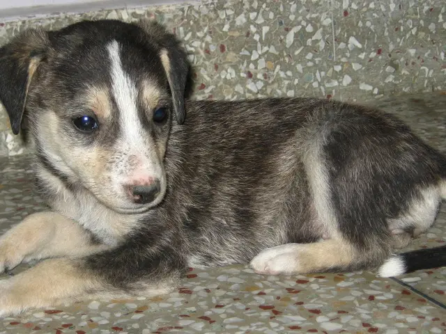 Essential advice from trainers for rearing a puppy! These five tips will streamline your life...