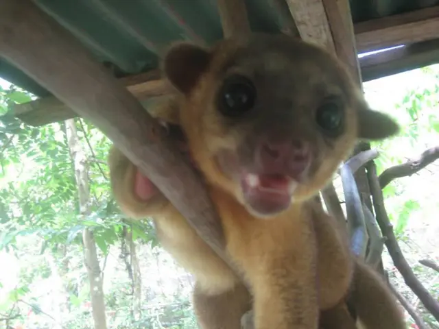 Animal Shelter Laments Inappropriate Suspension