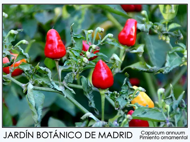 Expert guidelines for determining ripeness and picking of hot banana peppers