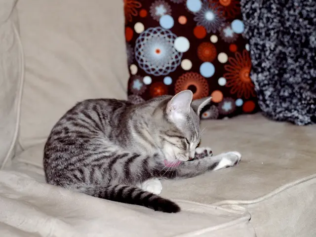 Essential Role of Cat Trees in Feline Welfare Asserted by a Behavioral Expert